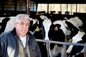 Dale Reiner, president of Qualco, with some of the pregnant cows that help fuel the nonprofit's biomass power plant.